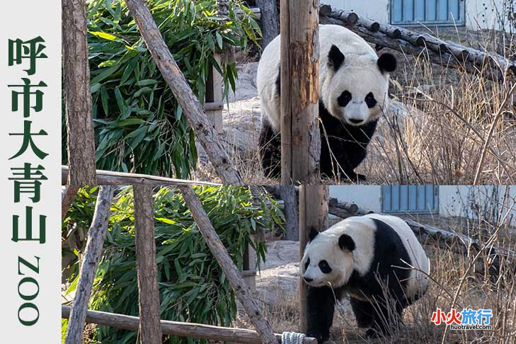 hhht-zoo-
