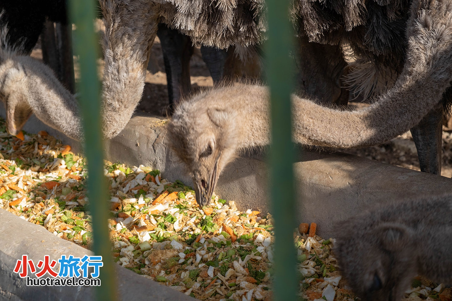 hhht-zoo-57